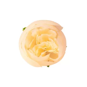 Hlava hodvábneho kvetu Buttercup, 3cm - Krémová